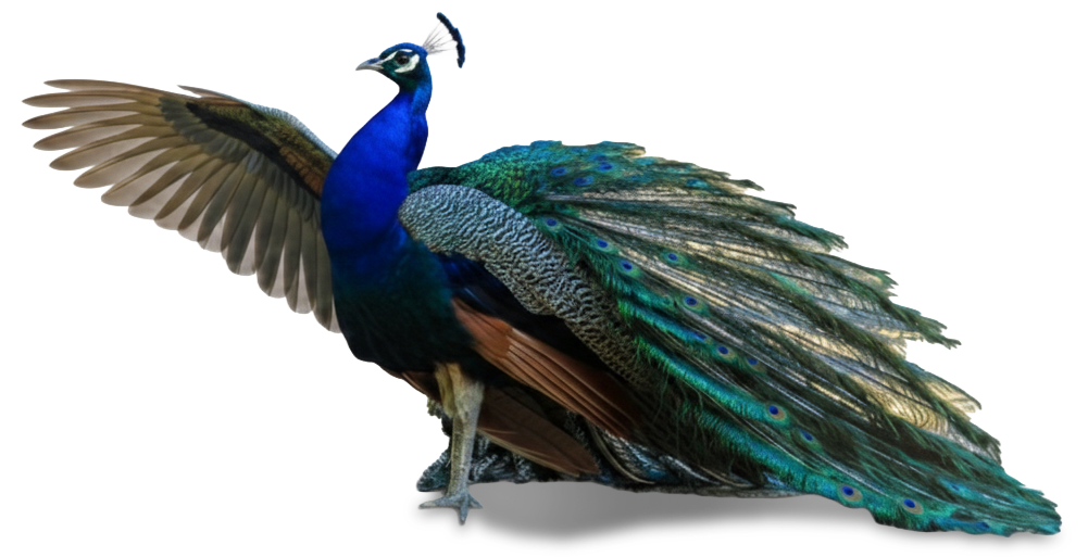 Peacock pointing to the left, providing direction